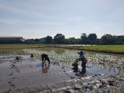 Masuki Musim Tanam, Babinsa Taman Turun ke Sawah Dampingi Petani Tanjungsari
