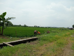 Sinergi Babinsa & Petani, Pendampingan produktivitas pertanian dan Bersihkan Gulma 30 Ha