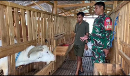 Babinsa Sidomojo Dorong Ketahanan Pangan Lewat Program Ternak Kambing Berbasis Dana Desa