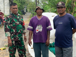 Babinsa Hadir di Panen Raya Krian, Dorong Efisiensi Modernisasi Pertanian untuk Kesejahteraan Petani Lokal