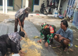 Dampingi Ubinan Padi, Babinsa Suwaluh Pastikan Data Produktivitas Akurat di Balongbendo