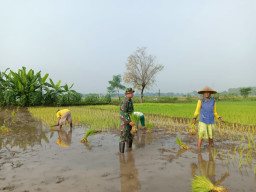 Demi Lumbung Pangan Desa: Babinsa Taman Pastikan Petani Kedungturi Tak Berjuang Sendirian.