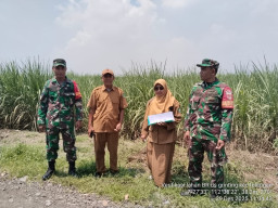 Sinergi Lapangan Perkuat Ketahanan Pangan 2025, Survei Bongkar Ratoon Digelar di Kecamatan Tulangan