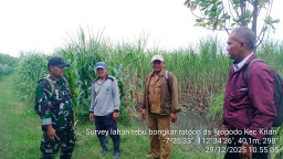 Dukung Produktivitas Pertanian Lokal, Babinsa Tropodo Krian Dampingi PPL dan PG Krembung Tinjau Lahan Tebu Warga