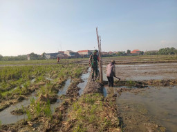 Babinsa Taman Dampingi Petani Bersihkan Gulma, Wujudkan Sawah Sehat Pasca Panen