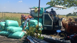 Babinsa Prambon Dampingi Panen Padi di Bendotretek, Hasil Melimpah Dorong Semangat Petani