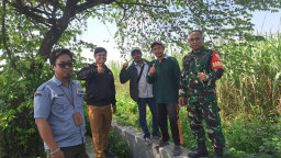 Pendampingan Babinsa Balongbendo, Survei Lapang Bongkar Ratoon Tebu di Watesari 