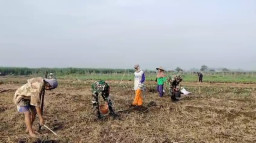 Babinsa Jatikalang Dorong Semangat Petani Wujudkan Ketahanan Pangan melalui Budidaya Jagung