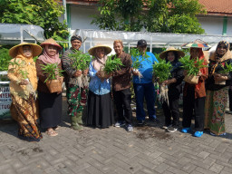 Panen Hidroponik Kelurahan Tambakkemerakan Wujudkan Ketahanan Pangan Keluarga