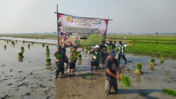 Penguatan Ketahanan Pangan, Babinsa Balongtani Dukung Gerakan Percepatan Tanam Padi Serentak