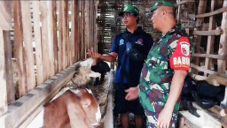 Babinsa Candi Dampingi Peternak Kambing, Perkuat Ketahanan Pangan Desa