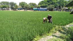 Babinsa Desa Prasung Setia Dampingi poktan Pemupuk padi
