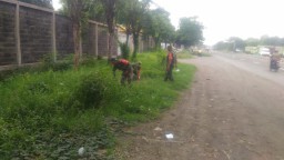 Para Babinsa Koramil 0816/09 Krian laksanakan Pemeliharaan Pohon mahoni