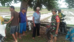 Babinsa 0816/05 Tulangan Bantu Capai Swasembada Pangan Petani