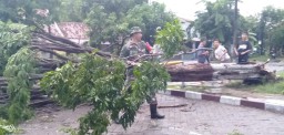 Puting Beliung Terjang Wilayah Candi, Babinsa Koramil 0816/02 Candi Beri Ba