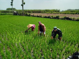 Babinsa Ramil 0816/11 Tarik Komsos Dengan Petani