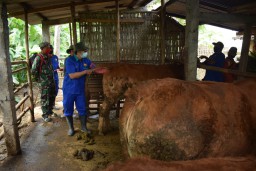 Bantu Dinas Peternakan Suntik Sapi di Program TMMD