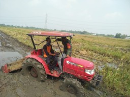 Berikan Semangat Pada Petani Babinsa Koramil 0816-05/Tulangan Bantu bajak S