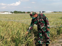 KODIM 0816 SIDOARJO BUAT MODEL/PILOT PROJECT TANAMAN PADI
