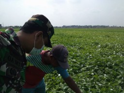 BABINSA KORAMIL 0816/05 TULANGAN BANTU PETANI DESA BINAANNYA MERAWAT TANAMA