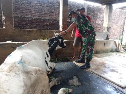 Kodim 0816/Sidoarjo bersama Unair lakukan Peninjauan hewan ternak yang terdampak PMK
