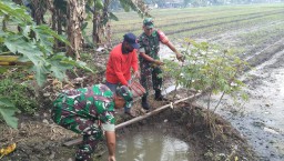 Babinsa koramil 0816/03 buduran beserta Dinas POPT Buduran melaksanakan pengendalian hama tikus di sawah