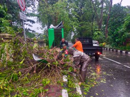 Babinsa Koramil 0816/01 Sidoarjo Kota bersama warga bantu evakuasi pohon tumbang