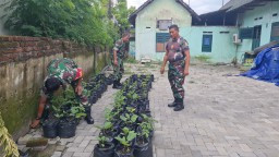 Semangat Anggota Koramil 0816/05 Melaksanakan Perawatan dan Pemeliharaan Tanaman Media Polybag