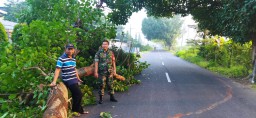 Babinsa Koramil 0816/10 Balongbendo bersama warga membantu evakuasi pohon yang tumbang di Jalan raya Bakalanwringinpitu