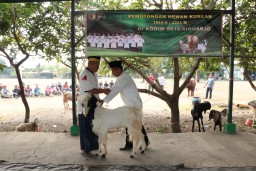 Dandim 0816/Sidoarjo Serahkan Hewan Qurban 1 Ekor Sapi Dan 30 Kambing Kepada Panitia Qurban Kodim 0816 Sidoarjo