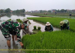 Babinsa Koramil 0816/06 Desa Randegan Aktif dalam Pendampingan Kelompok Tani