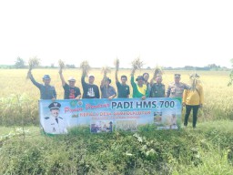 Panen Perdana Padi HMS.700 di Gempolklutuk, Bukti Sinergi Sukses Forkopimka Tarik Bersama Petani
