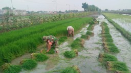 Pendampingan Babinsa Koramil 0816/02 Candi dalam Upaya Meningkatkan Produktivitas Pertanian di Desa Klurak