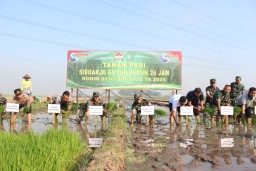 Guyup Rukun Tanam Padi dan Temu Kangen Petani Bersama Dandim 0816/Sidoarjo di Desa Wangkal Krembung