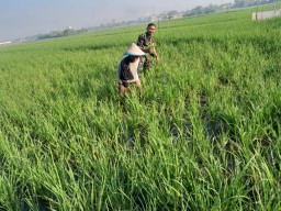 Babinsa Koramil 0816/14 Taman Dampingi Petani Desa Pertapan Maduretno dalam Perawatan Pasca Tanam