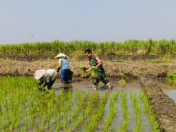 Babinsa Koramil 0816/10 Balongbendo Dampingi Petani Tanam Bibit Padi, Wujudkan Ketahanan Pangan Berkelanjutan