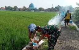 Babinsa Koramil 0816/06 Tanggulangin Bersama Dinas Pertanian dan Petani Desa Putat Perangi Hama Tikus