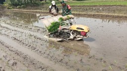 Babinsa Koramil Gedangan Dampingi Petani Desa Tebel, Dorong Ketahanan Pangan Lewat Penanaman Padi -