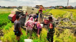 Petani Bersyukur Didampingi Babinsa Koramil Waru, Panen Raya di Desa Pepelegi Melimpah
