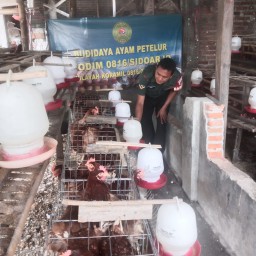Dukung Ketahanan Pangan, Babinsa Koramil Krembung Dampingi Peternak Ayam Desa Kandangan
