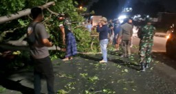 Sigap Hadapi Bencana, Babinsa Jabaran dan Aparat Gabungan Evakuasi Pohon Tumbang Akibat Angin Kencang