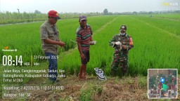Babinsa Koramil 0816/10 Balongbendo Bersama PPL dan Poktan Gelar Gerakan Pengendalian Hama Tikus di Sawah Desa Seduri