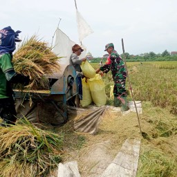 Kodim 0816 Sidoarjo Laksanakan Serapan Gabah Pasca Idul Fitri 1446 H