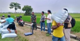 Tingkatkan Swasembada Pangan Babinsa Koramil 0816/11 Tarik Melaksanakan Sergap Gabah Petani Ke Bulog