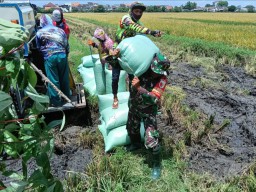 Sukseskan Ketahanan Pangan, Babinsa Koramil 0816/01 Sidoarjo Bantu Petani Panen Padi