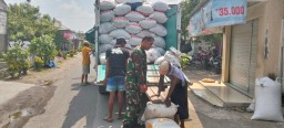 Babinsa Koramil 0816/06 Tanggulangin Dampingi Panen Padi di Desa Putat, Dorong Ketahanan Pangan