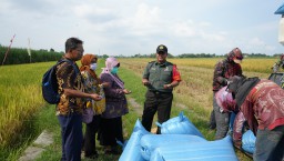 Kodim 0816 Sidoarjo Pantau Serapan Gabah Petani, Batiter Pelda Sutrisno Pastikan Proses Berjalan Lancar