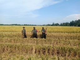 Pasca Lebaran Idul Fitri 1446 H, Batiter Pelda Sutrisno Laksanakan Pemantauan Panen untuk Pastikan Harga Gabah Sesuai HPP Rp 6.500