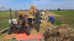 Babinsa Koramil 0816/10 Dampingi Petani Panen Padi di Suwaluh, Wujud Nyata Kepedulian TNI Terhadap Ketahanan Pangan