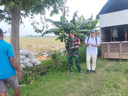 Babinsa Koramil 0816/05 Tulangan Dampingi Petani Panen Padi di Pangkemiri, Bukti Nyata Sinergi untuk Ketahanan Pangan